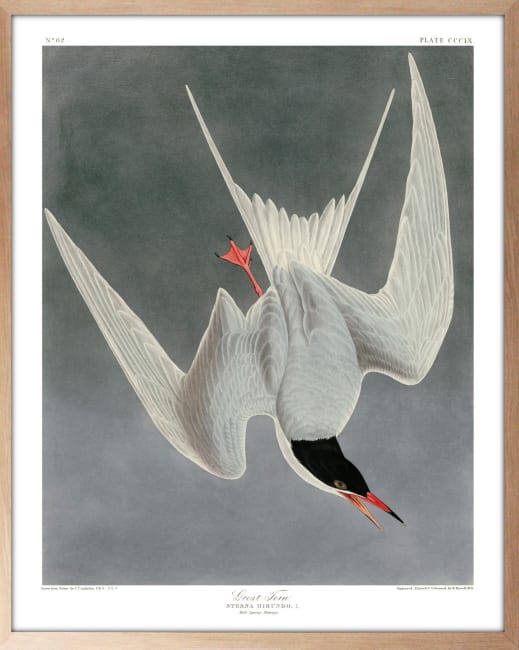 Bilde Great Tern 80x100