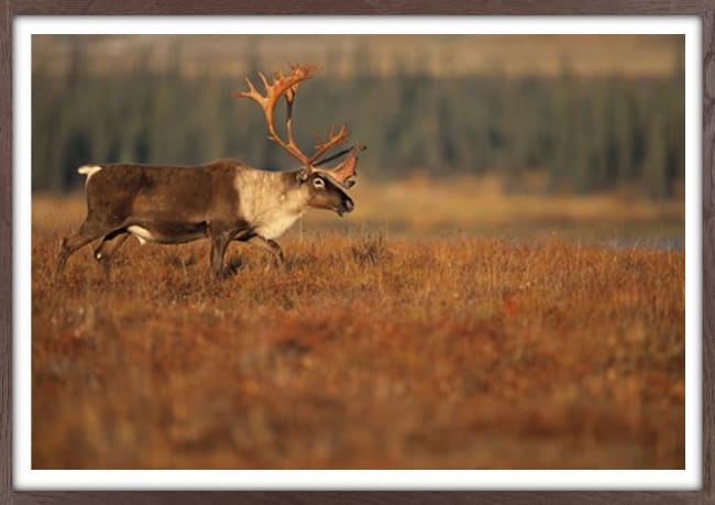 Bilde Roam Free 50x70