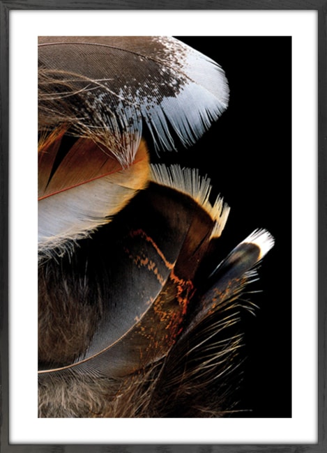 Bilde Birds of a feather 50x70