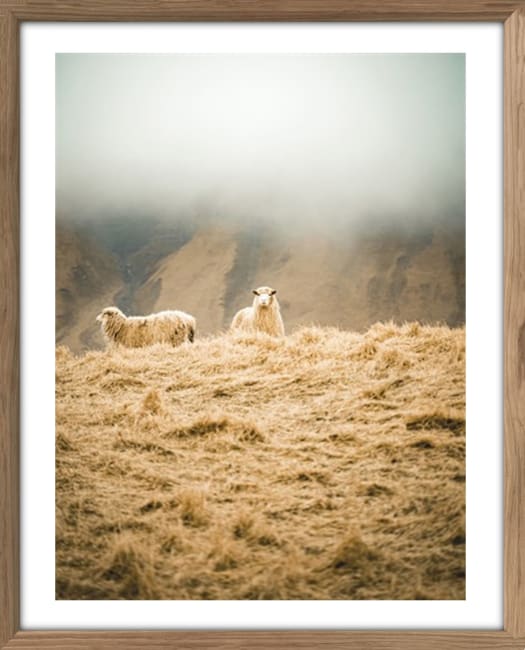 Bilde Sheep Duet 40x50