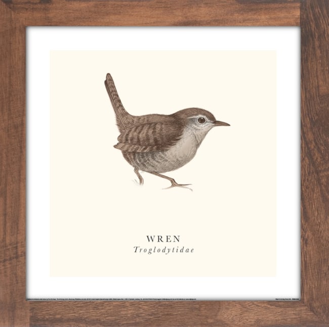 Bilde Wren 40x40