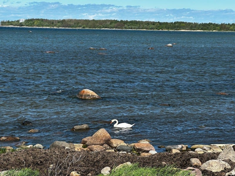 swan