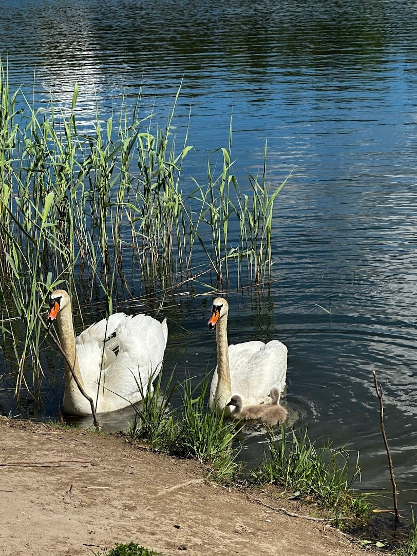 swan and baby swan