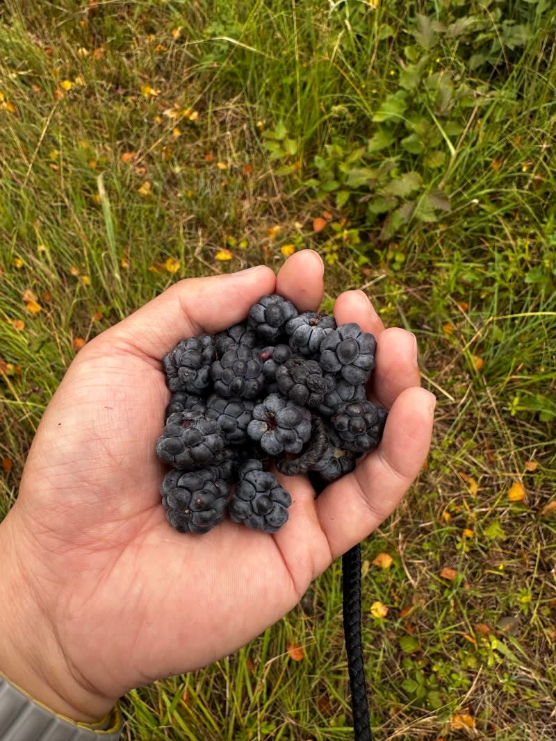 blueberry