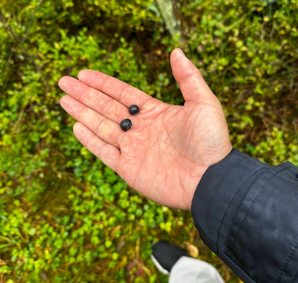 blue berries