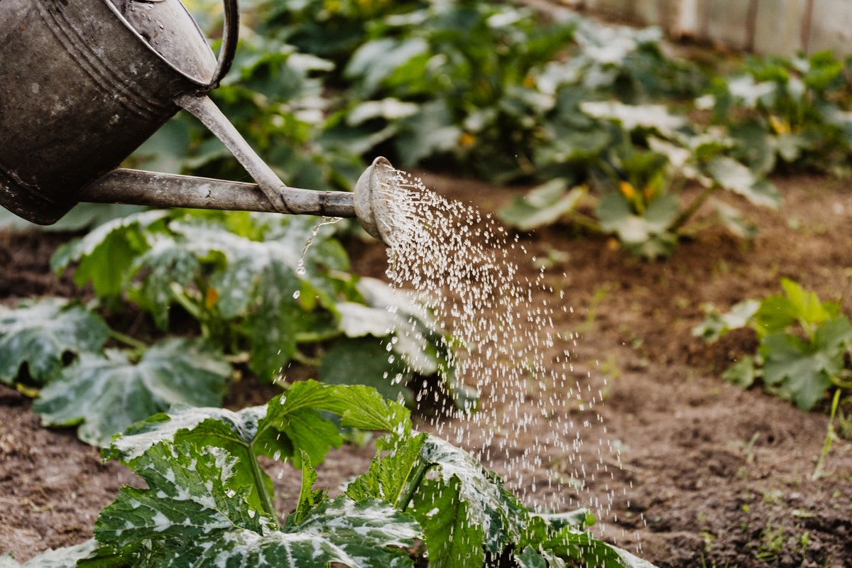 Gants et outils de jardinage professionnels