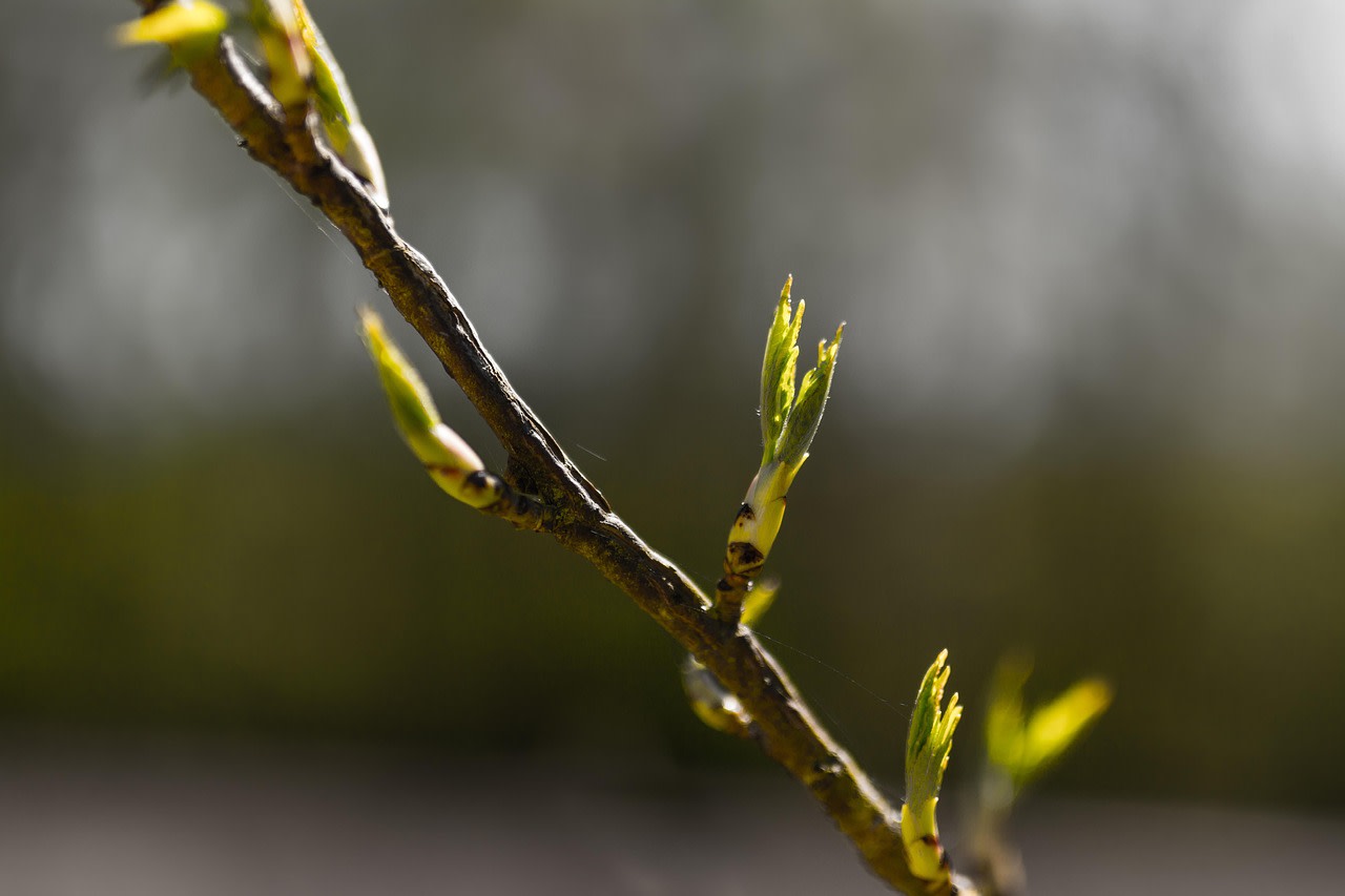 Création d’un jardin paysager