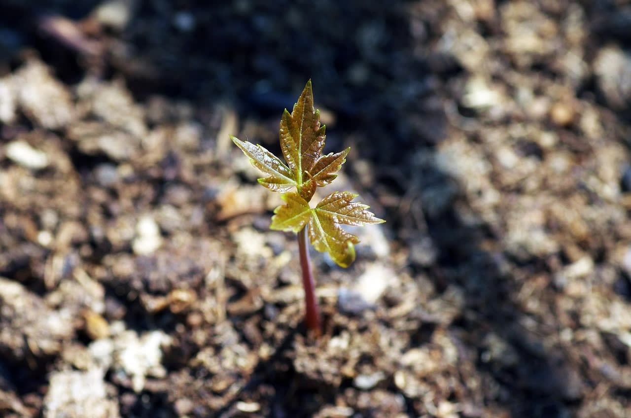 Plantation d’un arbre dans un nouveau jardin
