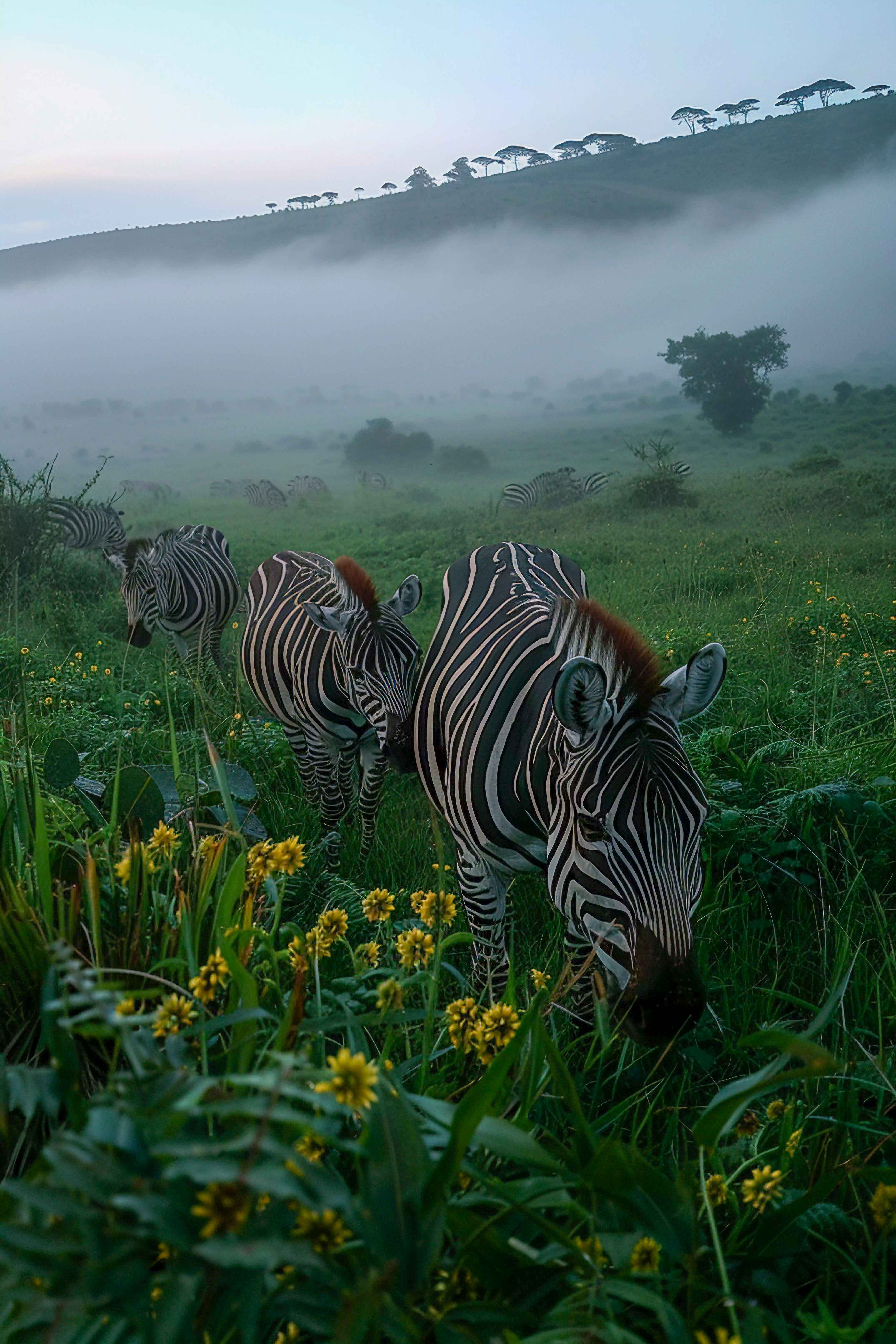 Photographic Safari