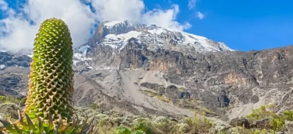 Kilimanjaro trekker