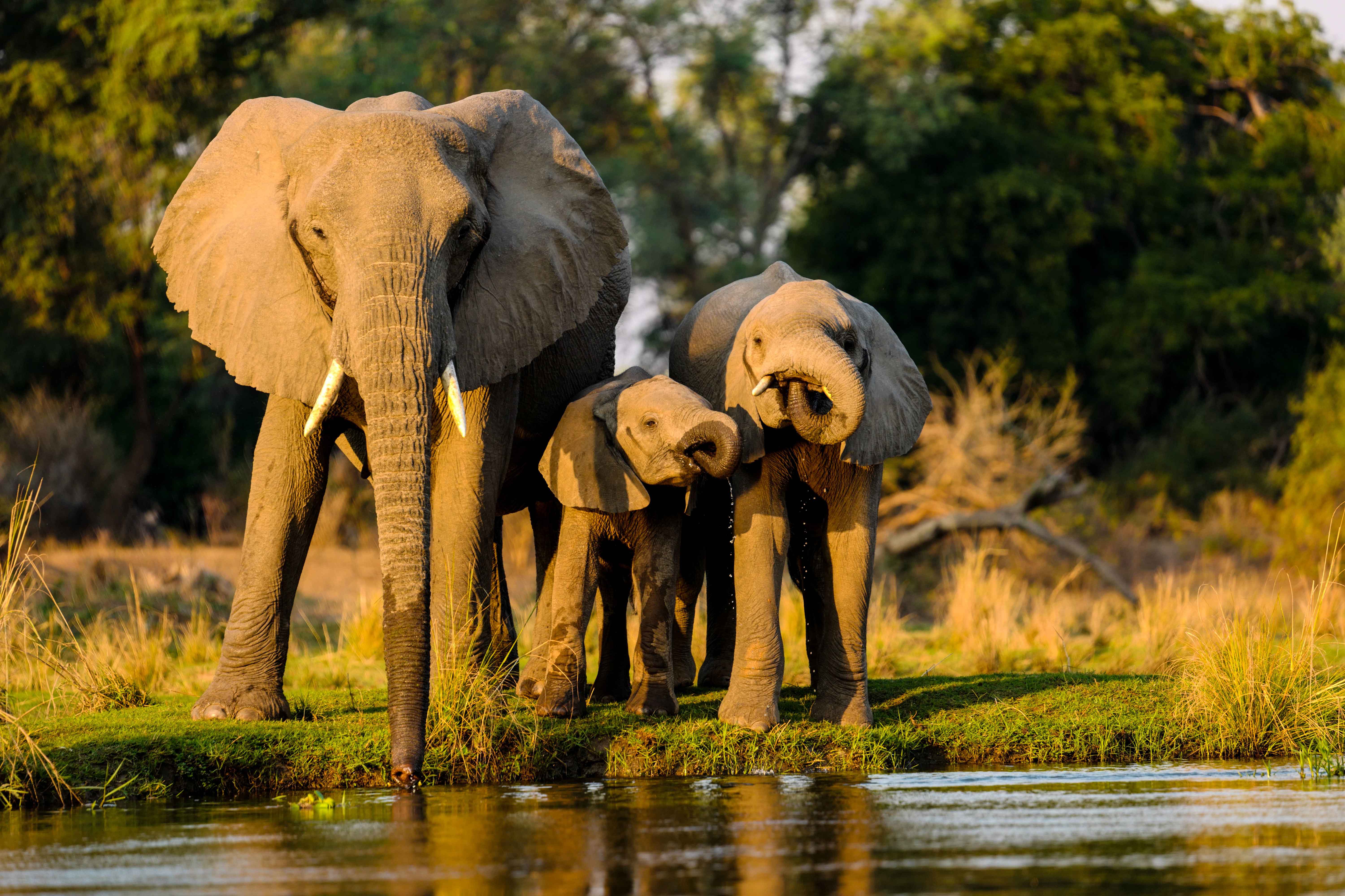Ngorongoro Crater Safari