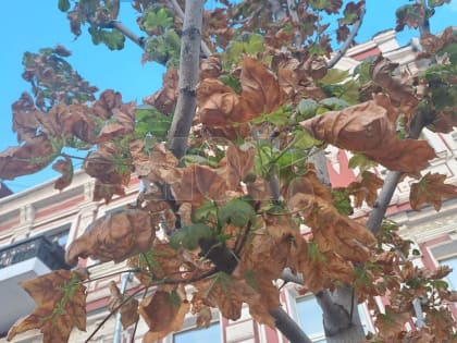 «Осень» наступила на&nbsp;проспекте Революции в&nbsp;Воронеже