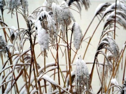 Погода 19 февраля в Новой Усмани будет дождливой, снежной и пасмурной