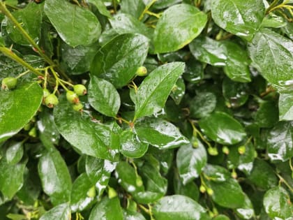 Летний ливень с&nbsp;грозой обрушился на&nbsp;Воронеж