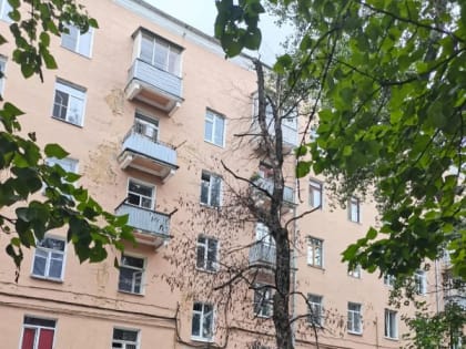 «Жалко до слёз». Воронежец возмутился уничтожившими деревья коммунальщиками