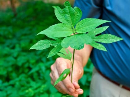 Карантин из-за опасного сорняка ввели в&nbsp;Воронеже