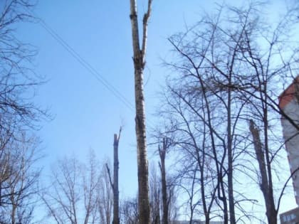 Незаконная вырубка деревьев в Воронеже попала на фото