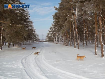 Снег и днем и ночью прогнозируют воронежские синоптики в начале рабочей недели