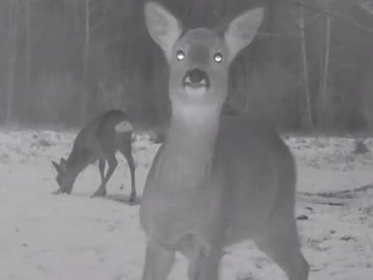 Однажды у солонца: забавные кадры с дикими животными попали на видео в Воронежском заповеднике