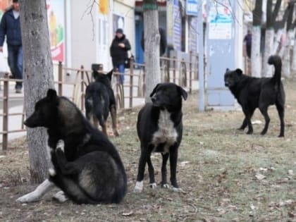 Живодёру, забившему до смерти 7 щенков палкой с гвоздями, назначили исправительные работы