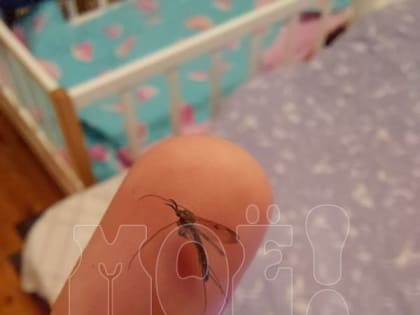 Гигантские комары заполонили дом в центре Воронежа