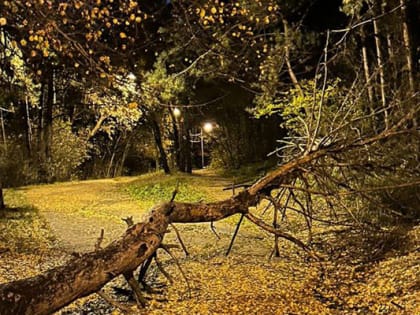 В воронежском парке «Оптимистов» ураганный ветер повалил два дерева