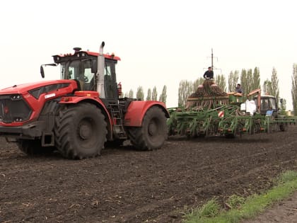 Площадь пострадавших от заморозков посевов в Воронежской области выросла вдвое