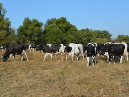 Молока надоили больше