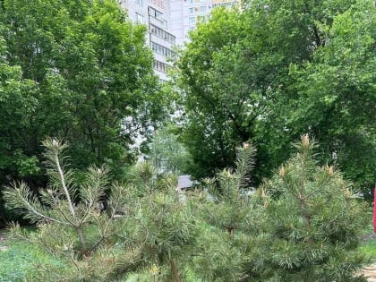 О выполнении весеннего и осеннего планах на озеленение города рассказал глава Воронежа Вадим Кстенин