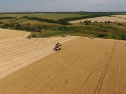 Воронежские аграрии смогли продать только треть рекордного прошлогоднего урожая