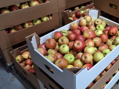 Воронежская область возглавляет рейтинг производителей органической продукции