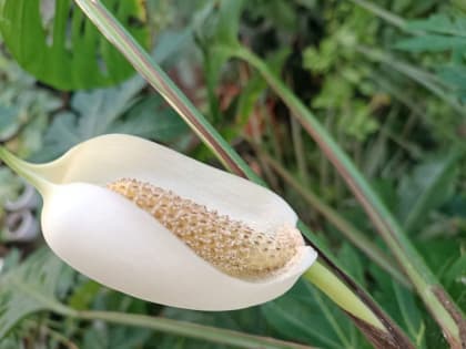 Тропическая лиана впервые расцвела в&nbsp;воронежском ботаническом саду