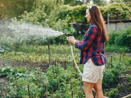 Как правильно и часто поливать в жару огурцы, помидоры и капусту
