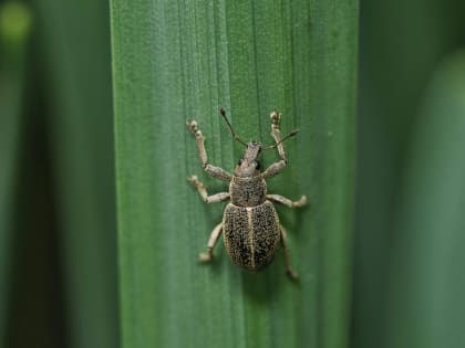 Долгоносик — главный вредитель огорода: как выглядит, чем опасен и как от него избавиться