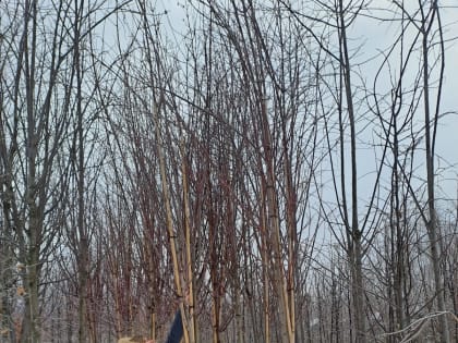 В Воронеже планируют посадить 130 новых деревьев