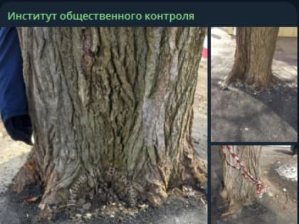 О закатанных в&nbsp;асфальт деревьях сообщили воронежцы