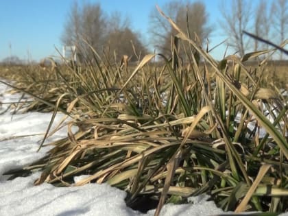 Воронежские аграрии оценили состояние озимых