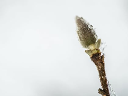Потепление до +10° придёт в Воронежскую область