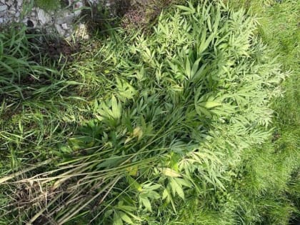 Под Воронежем у мужчины нашли огород с коноплей и ружье с патронами