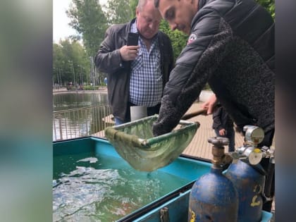 Карпов кои выпустили в озеро воронежского Центрального парка