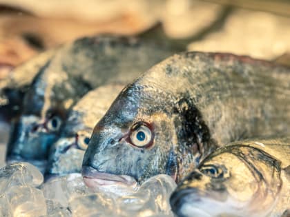 Экологически ответственное рыболовство: правила и регуляции