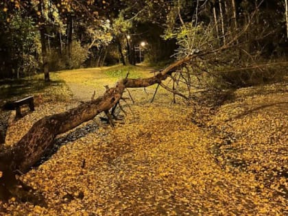 В воронежском парке от сильного ветра упало два дерева