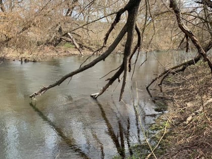 Под Воронежем в реке нашли разложившийся труп пропавшей без вести женщины