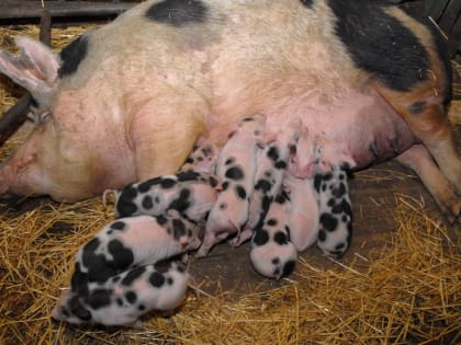 Десятками миллионов из воронежского бюджета подогреют частные свинарники с иностранным учредителем