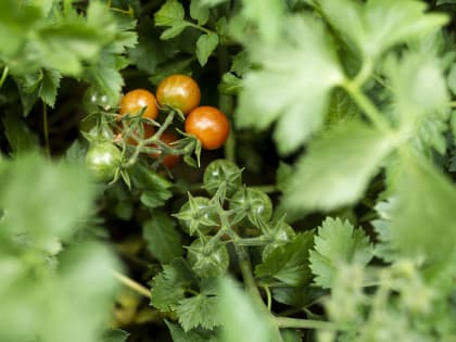 Проблемы с помидорами: почему они темнеют и чахнут?