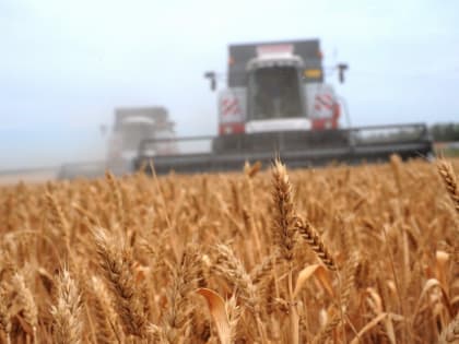 Почему рекордный урожай зерна продолжает лежать на воронежских складах и элеваторах