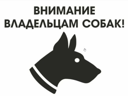 В Грибановском районе начался отлов бездомных собак.