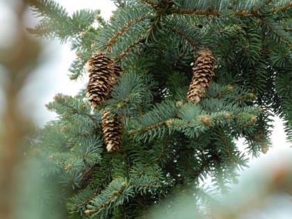 В воронежских лесах начали обследовать сосны и ели