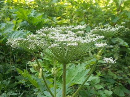 Заросли пятиметрового борщевика нашли в&nbsp;Воронеже