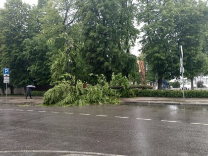 Сильный ветер повалил дерево в центре Воронежа